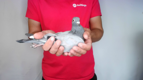 Pigeon image