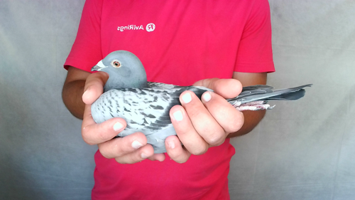 Pigeon image