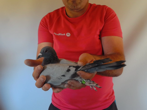 Pigeon image