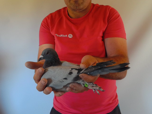 Pigeon image