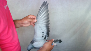 Pigeon image