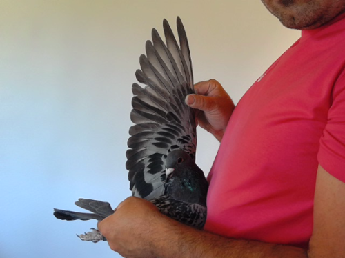 Pigeon image