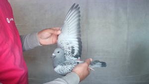 Pigeon image