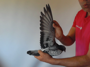 Pigeon image