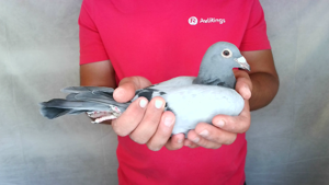 Pigeon image