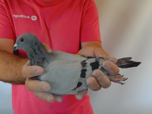 Pigeon image