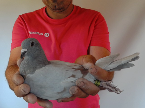 Pigeon image