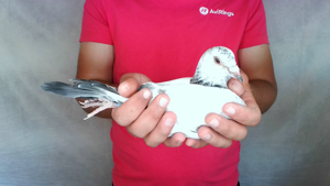 Pigeon image
