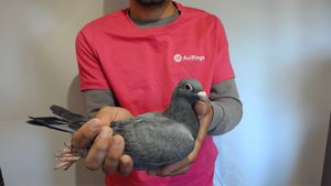 Pigeon image