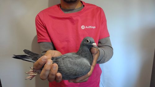 Pigeon image