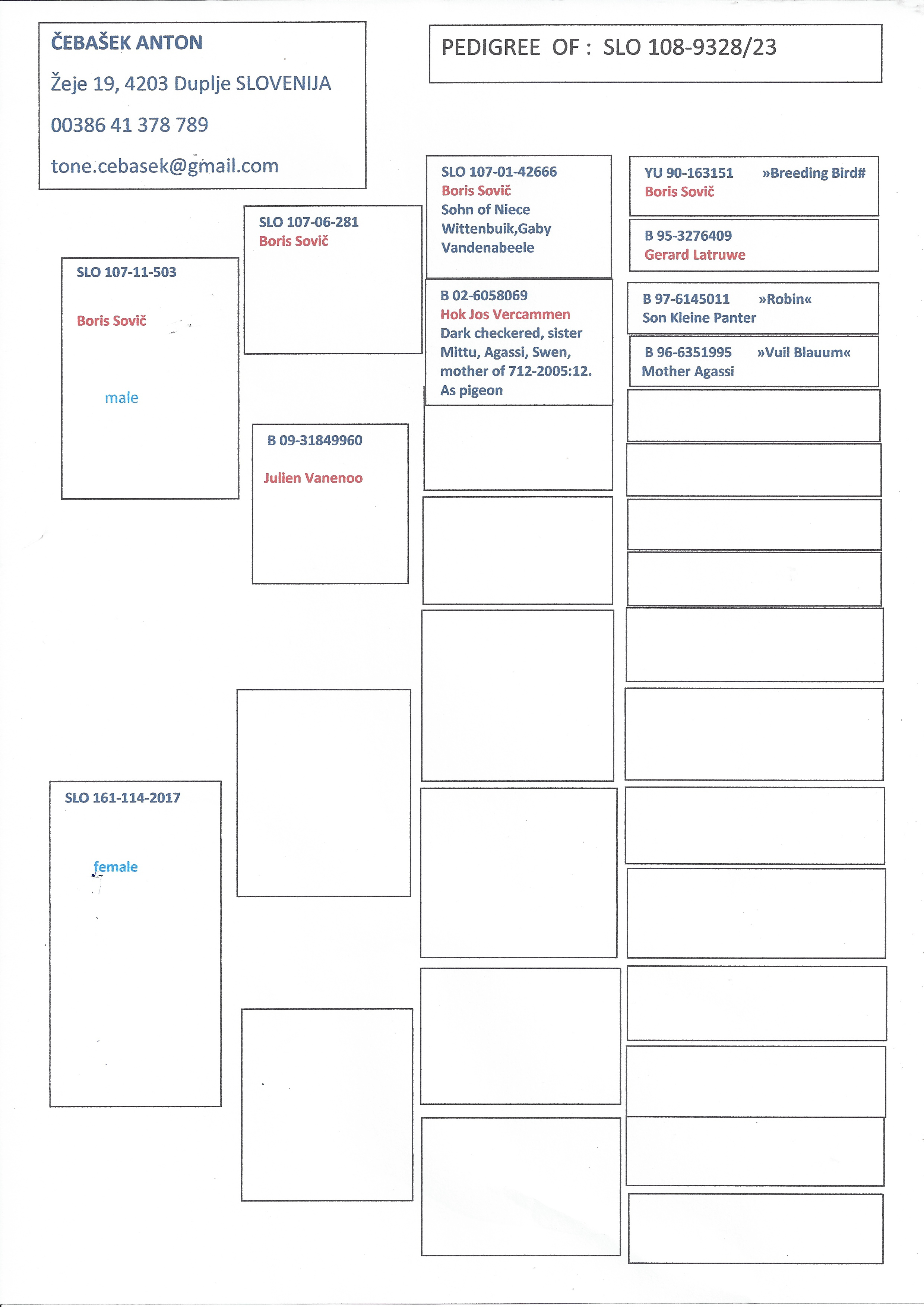 Pigeon pedigree image