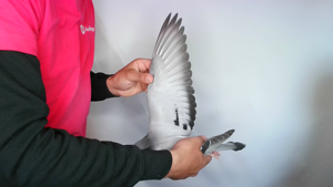 Pigeon image