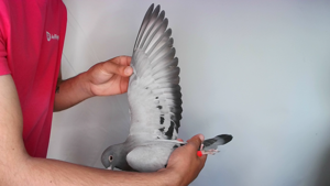 Pigeon image