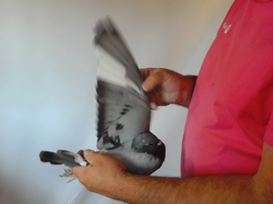 Pigeon image