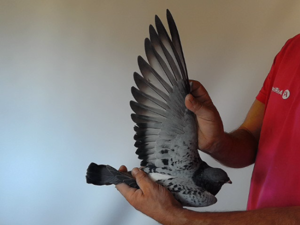 Pigeon image