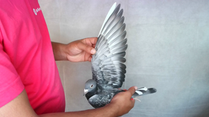 Pigeon image