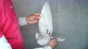 Pigeon image