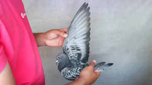 Pigeon image
