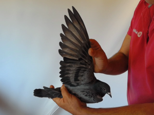 Pigeon image