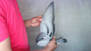 Pigeon image