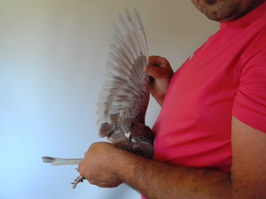 Pigeon image