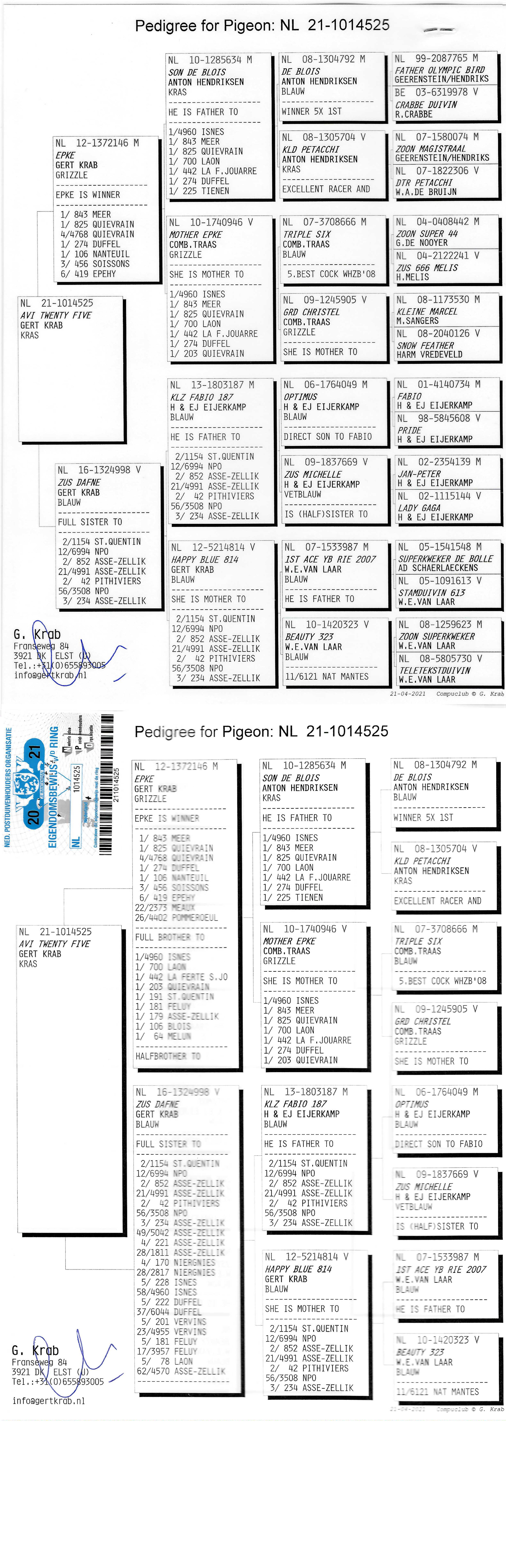Pigeon pedigree image