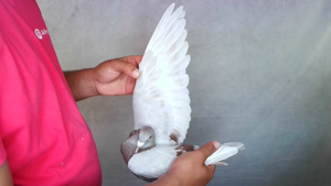 Pigeon image