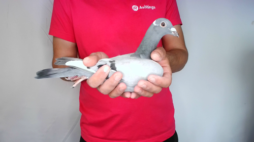Pigeon image