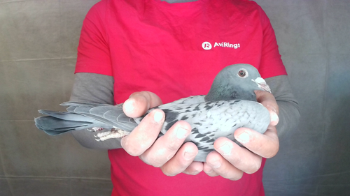 Pigeon image
