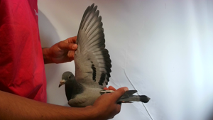 Pigeon image