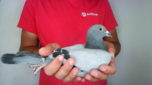 Pigeon image