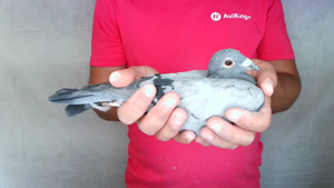 Pigeon image
