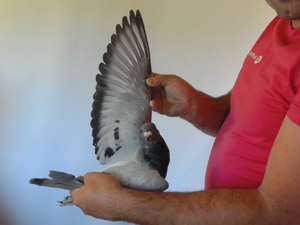 Pigeon image