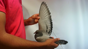 Pigeon image