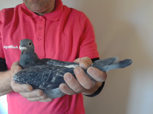 Pigeon image