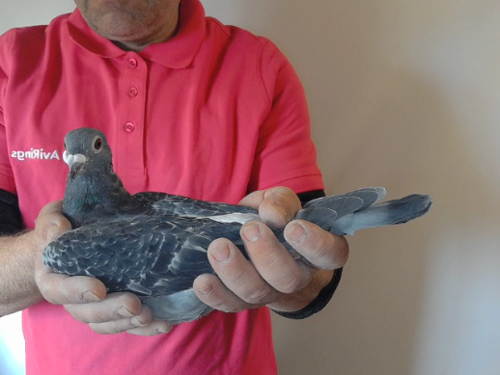 Pigeon image