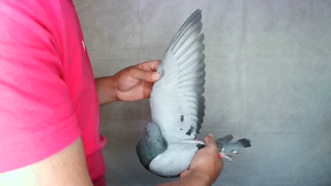 Pigeon image