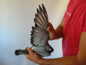Pigeon image