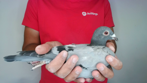 Pigeon image