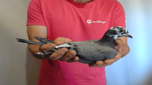 Pigeon image