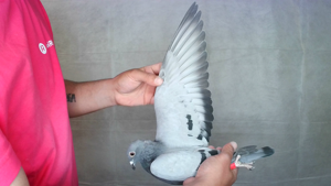 Pigeon image
