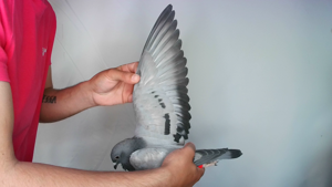Pigeon image
