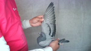 Pigeon image