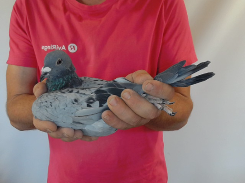 Pigeon image