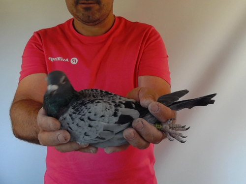 Pigeon image
