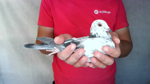 Pigeon image