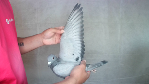 Pigeon image