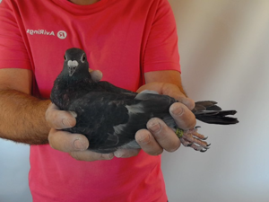 Pigeon image