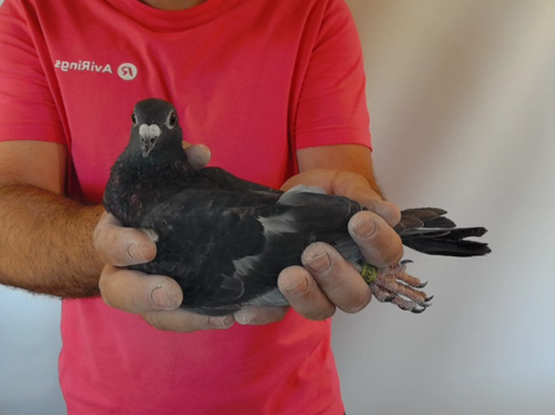 Pigeon image