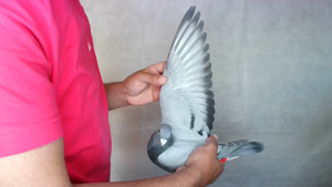 Pigeon image